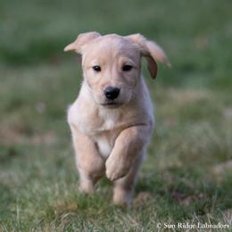 Labrador Retriever Puppies from Sun Ridge Labradors