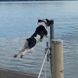 English Springer Spaniels from Davis English Springer Spaniels