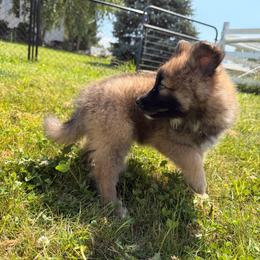 Nutmeg - female Nenets Herding Laika puppy in Rockville, Maryland from Skais the Limit