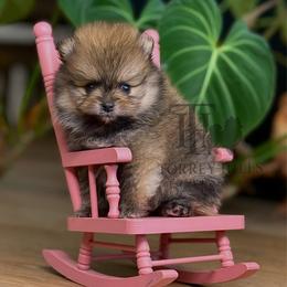 Clark - Orange sable male Pomeranian puppy in Redlands, California from Torrey Hills Poms