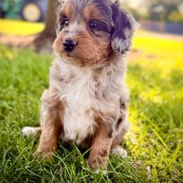 Becca - Blue merle female Aussiedoodle puppy in Ohio from Holley Doodles