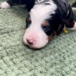 Bernedoodle and Goldendoodle Puppies from CocoLove Doodles