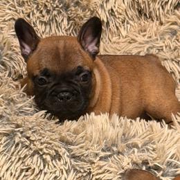 Ryder - Fawn male French Bulldog puppy in Billings, Montana from Sugarloaf French bulldogs and Australian cattle dogs