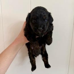 Clue - Black phantom female Aussiedoodle puppy in Heber City, Utah from Junipersdoodles
