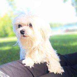 Lilly - Maltese