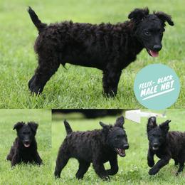 Felix - Black male Mudi puppy in Gatlinburg, Tennessee from Greenbrier