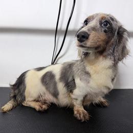 Turtle - Dachshund