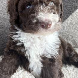 Ethel - Brown and white female Aussiedoodle puppy in Bridge City, Texas from My Amis AussieDoodles