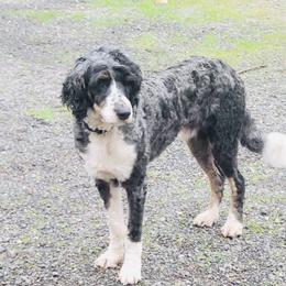 Blaze - Aussiedoodle