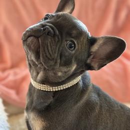 Beautiful BELLA - Tricolors female French Bulldog puppy in Mountain View, Missouri from MO Frenchie Kisses