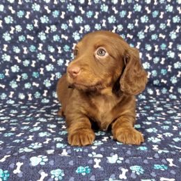 Dachshund Puppies from Newbern's Nuggets