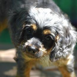 Green boy - Merle male Cavapoo puppy in Waukesha, Wisconsin from Bernedoodle Boutique (and Cavapoos)