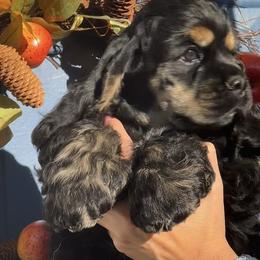 Cocker Spaniel Puppies from Belive in Dreams Cockers