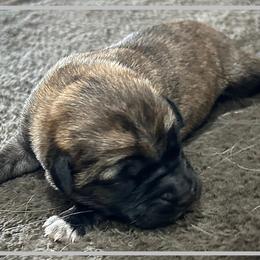 Grey - Brindle female Anatolian Shepherd Dog puppy in Clark, Wyoming from Fyne Acres