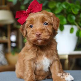 Honeycomb - Red  female Goldendoodle puppy in Salado, Texas from Red Ranch Dogs