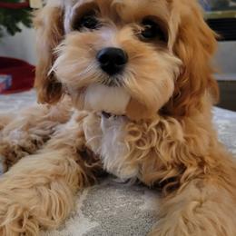 Cavalier King Charles Spaniels and Cavapoos from Terrace Cavaliers and Cavapoo’s