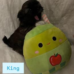 King - Black and white male Shih Tzu puppy in Cordova, Tennessee from TrueLine kennels