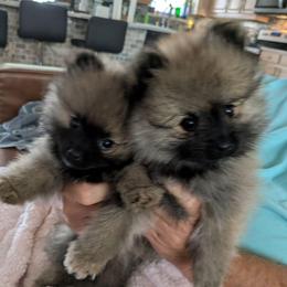 N - Wolf sable male Pomeranian puppy in Cocoa, Florida from Pom Coast Pomeranians