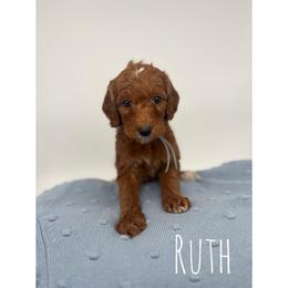 Ruth - Red  female Goldendoodle puppy in Smithfield, Kentucky from KBK9 Kennels