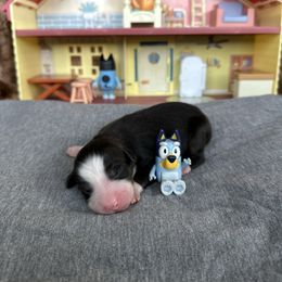 Bluey - Black tri female Miniature Australian Shepherd puppy in Queen Creek, Arizona from Arizona Aussies