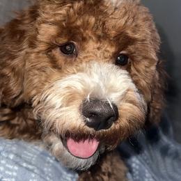 Goldendoodle All Grown Up from Goldendoodle AZ