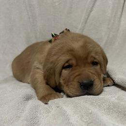 Flint - Yellow male Labrador Retriever puppy in Alcester, South Dakota from Theresa Rhodes