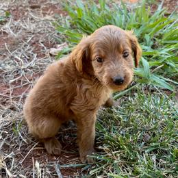 F1B Goldendoodle River - Red  male Goldendoodle puppy in Redding, California from Casa Delarosa Collective Poodles & Doodles