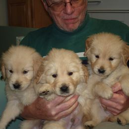 Golden Retrievers from Kisamore Goldens