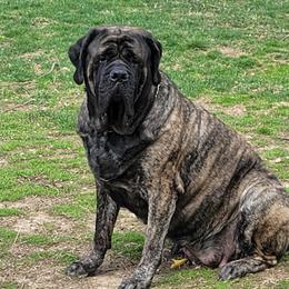 Booker - Mastiff