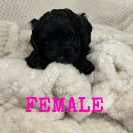 Cockapoo and Cocker Spaniel Puppies from Penny’s Perfect Pups