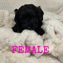 Cockapoo and Cocker Spaniel Puppies from Penny’s Perfect Pups
