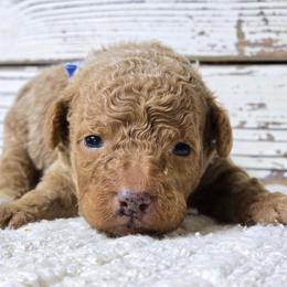 SAGE - Apricot male Goldendoodle puppy in Austin, Texas from Austin Doodles & Poodles