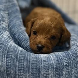 Cavapoo Puppies from Country Club Cavapoos