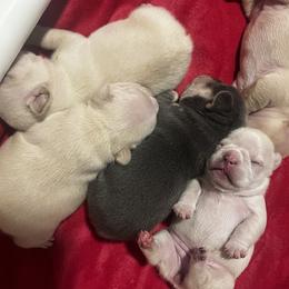 French Bulldog Puppies from Foster Lake Frenchies