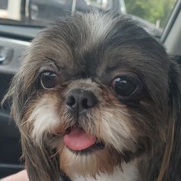 Ted - Shih Tzu