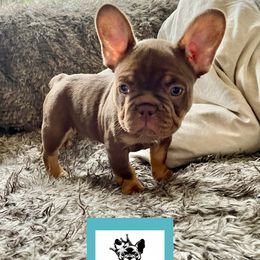 French Bulldog Puppies from The French Bulldog Company LLC