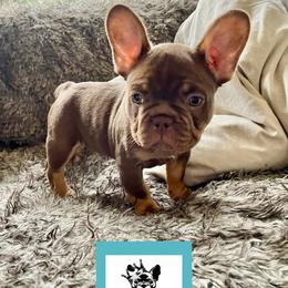 French Bulldog Puppies from The French Bulldog Company LLC