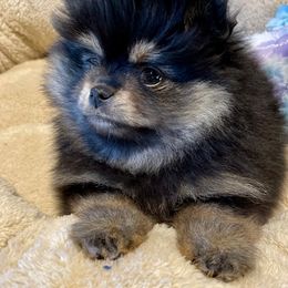 Pomeranian Puppies from Nikki’s lil Pomeranians