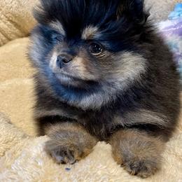 Pomeranian Puppies from Nikki’s lil Pomeranians