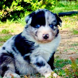 Ranger - Blue merle male Australian Shepherd puppy in Mineral Wells, Texas from A6 Australian Shepards