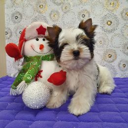 Biewer Terrier Puppies from Rebecca Eyke