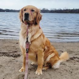 Chloe - Golden Retriever