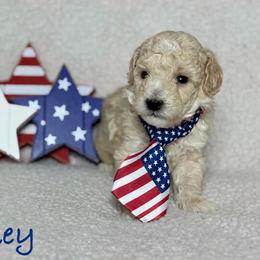 Mickey - Cream male Poodle puppy in Cartersville, Georgia from Little Legacy Puppies