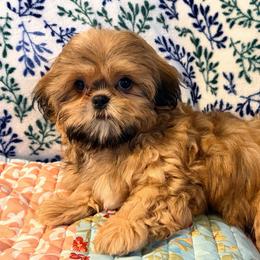 Mason - Red male Shih Tzu puppy in Hemet, California from Aloha Shih Tzu