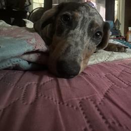 Frankie - Dachshund