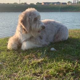 Chloe - Aussiedoodle