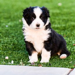 Miniature Australian Shepherd Puppies from Rockin D Mini Aussies