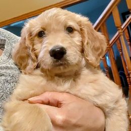 Luna - Goldendoodle puppy from Dakota Sky's Goldens