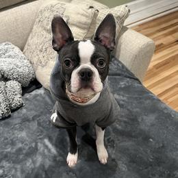 Boston Terrier Puppies from The Boston Puppy