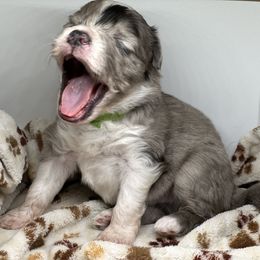 Aussiedoodle, Bordoodle, and Goldendoodle Puppies from Korbella Farm